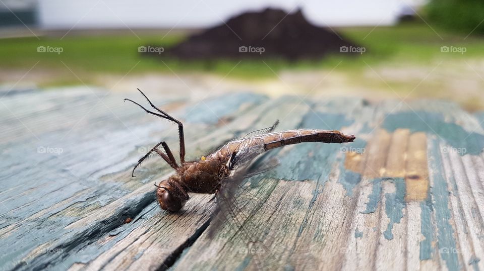Upside down dragon fly on a picnic bench. 