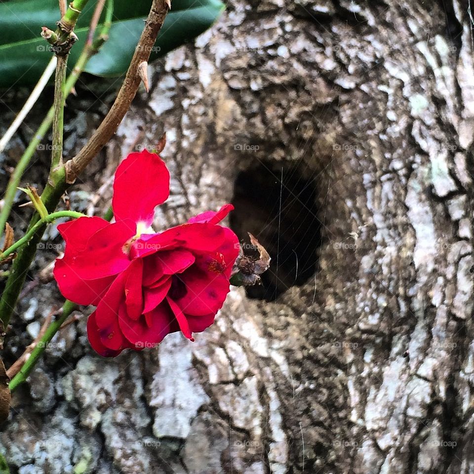 Rose and the Hole