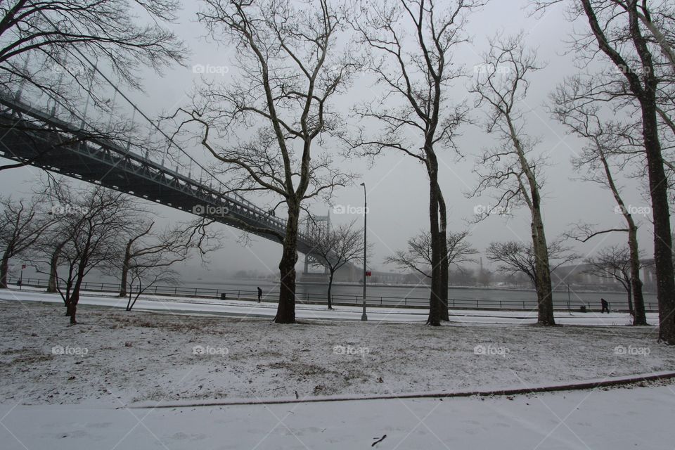 Winter, Snow, Tree, Ice, Cold