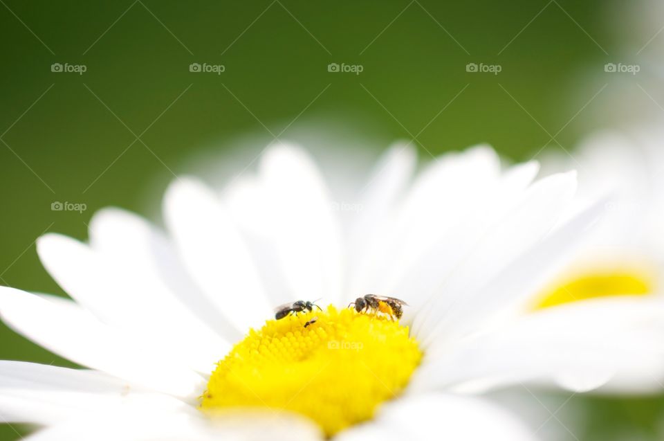 Yellow pollen, brown bugs. . Brown little bugs collecting yellow pollen off a flower in a garden. 