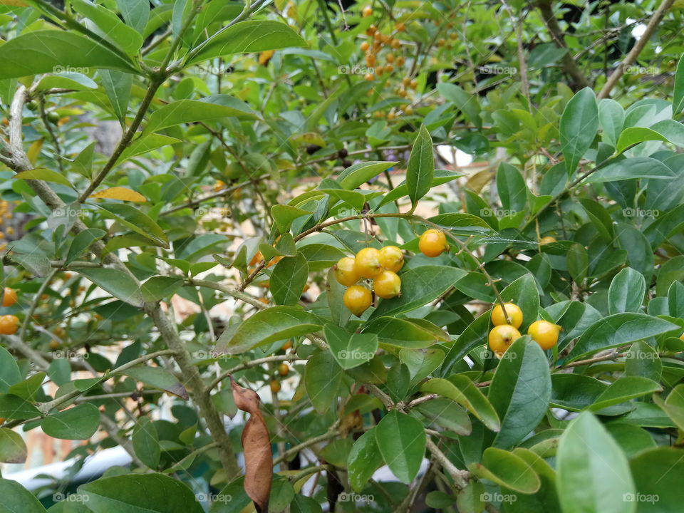 yellow fruits