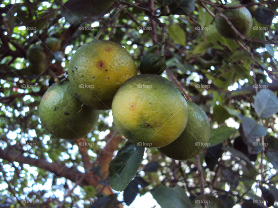 Four lemons nice view