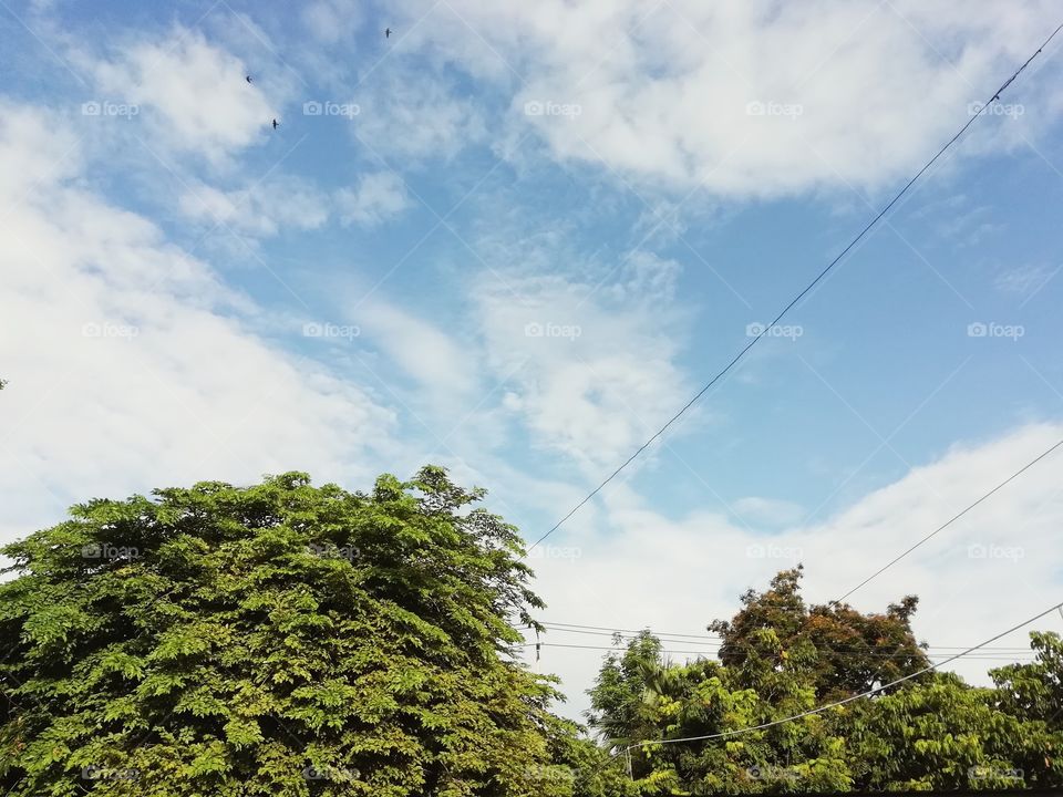 tree and sky