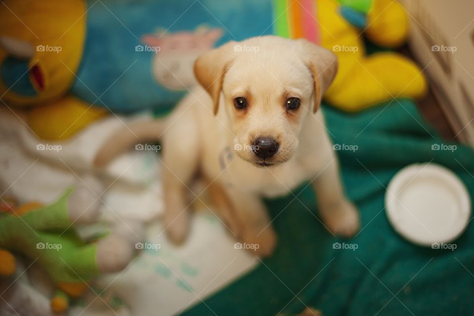 Labrador puppy