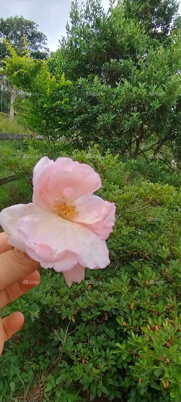 pink rose with dew drops
