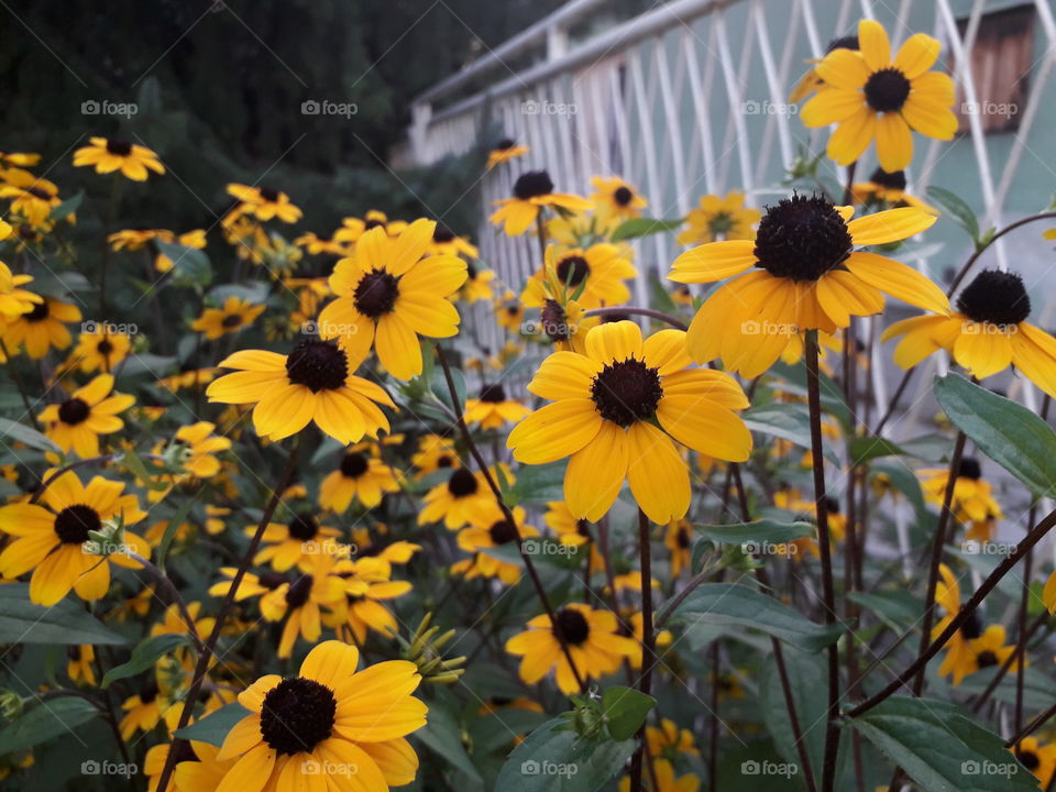 incredible yellow flowers what's names I don't know yet😁