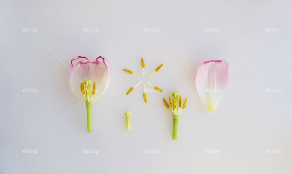 Botanical photo with parts of tulips. Stamens and pistils of tulip 