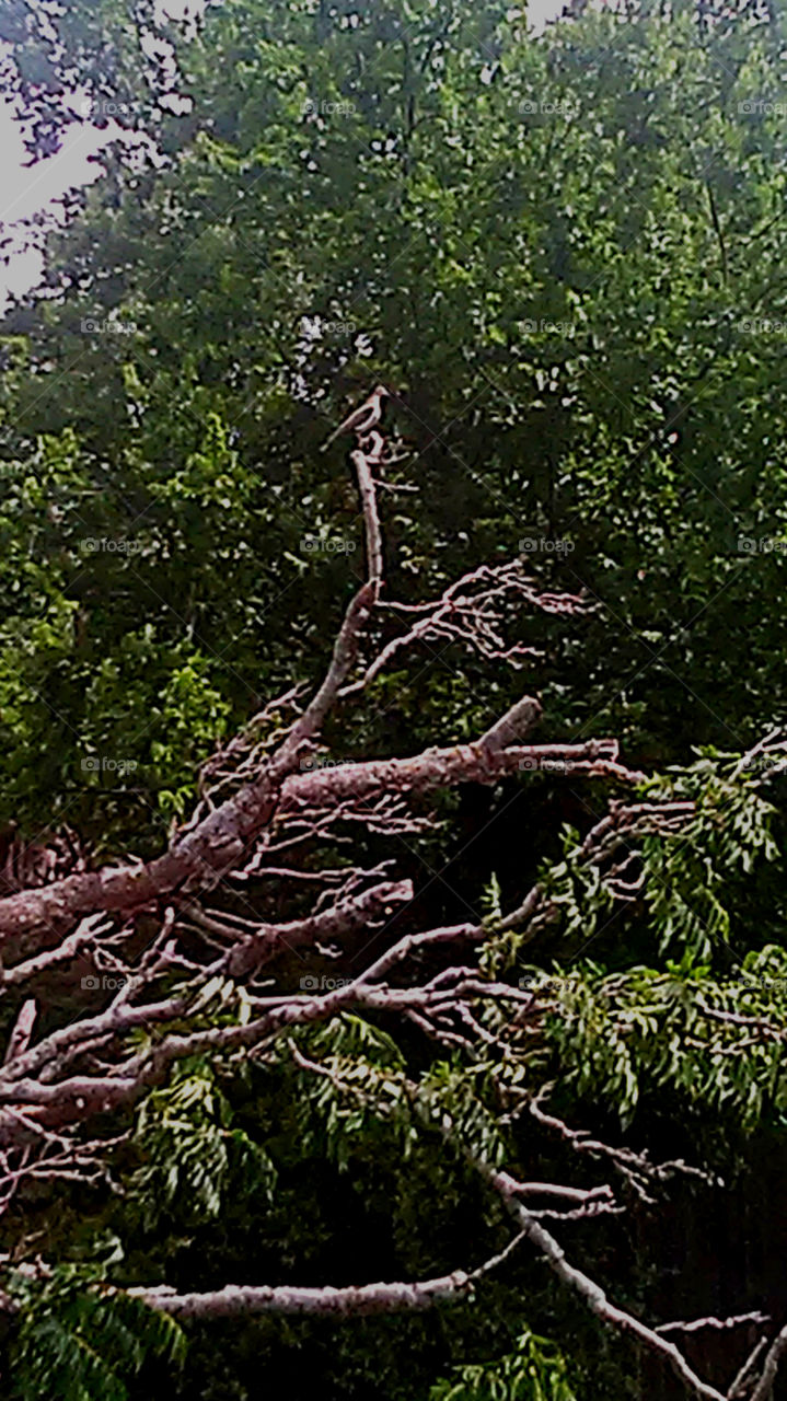 king of the mountain. this bird flew to this tree limb while i was standing here
