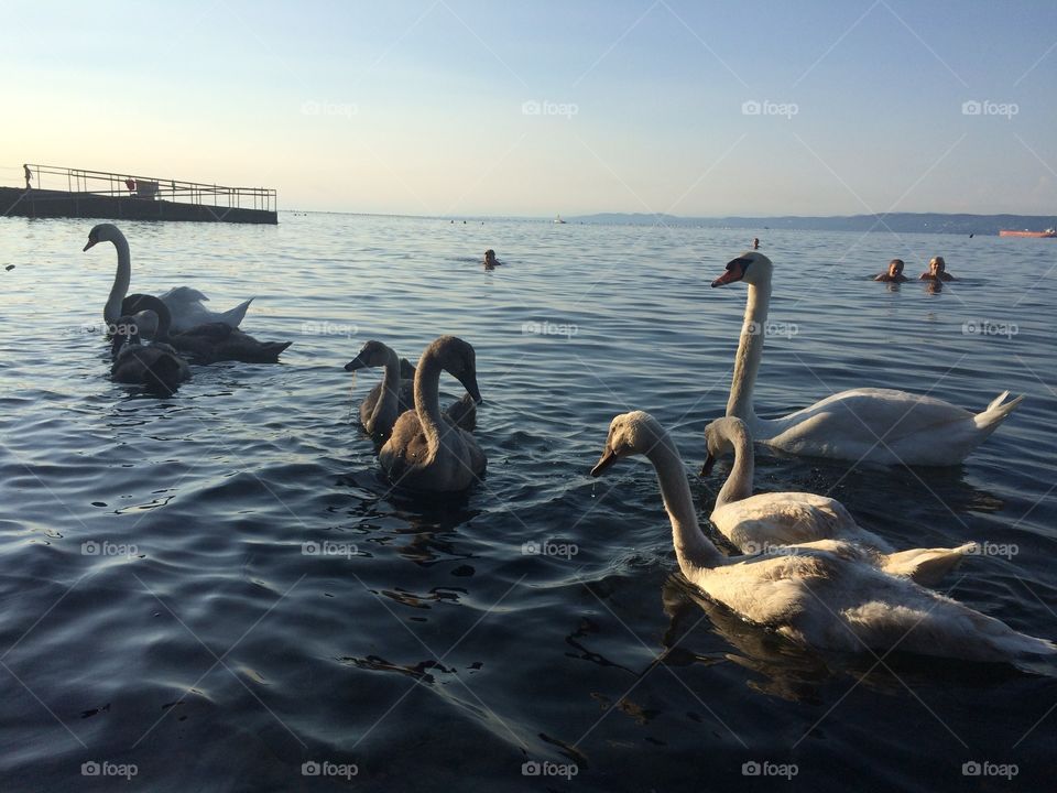 Swans swimming on sea