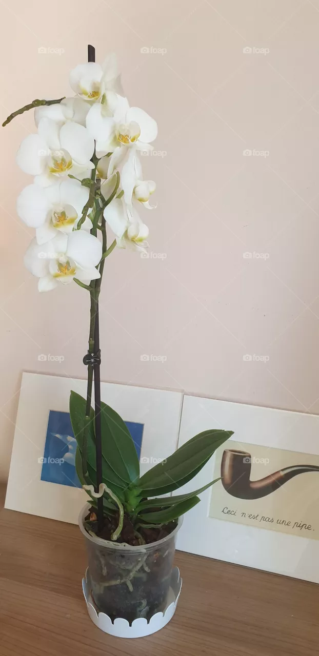 flower and art