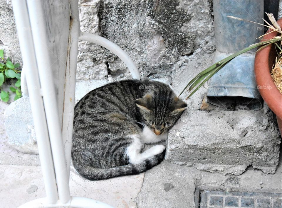 Cat in Kotor 