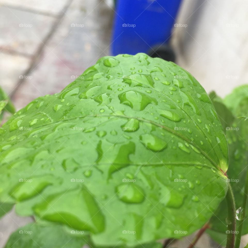 Water on leaf in after rain in our locality. 