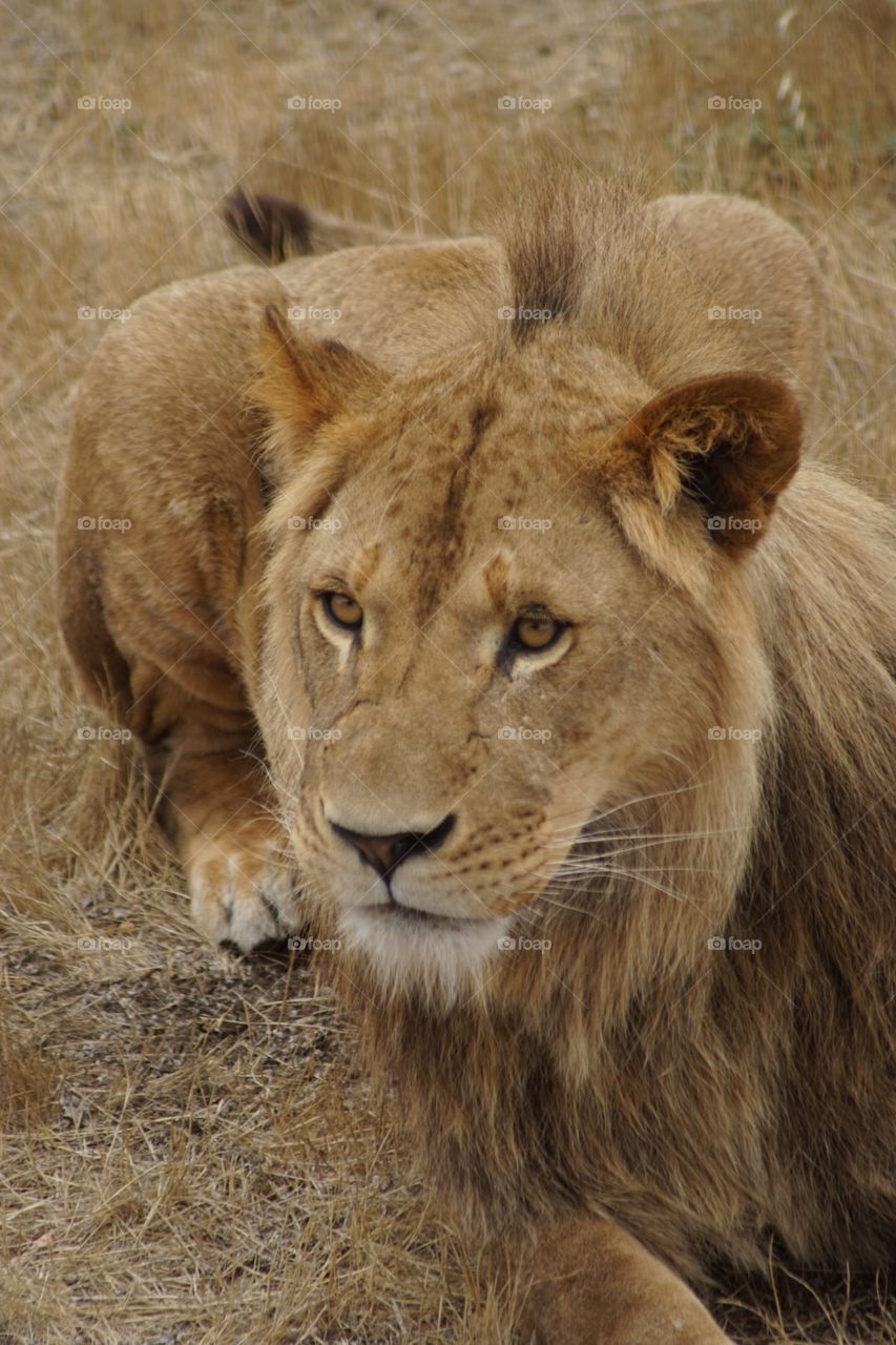 Juvenile Male Lion