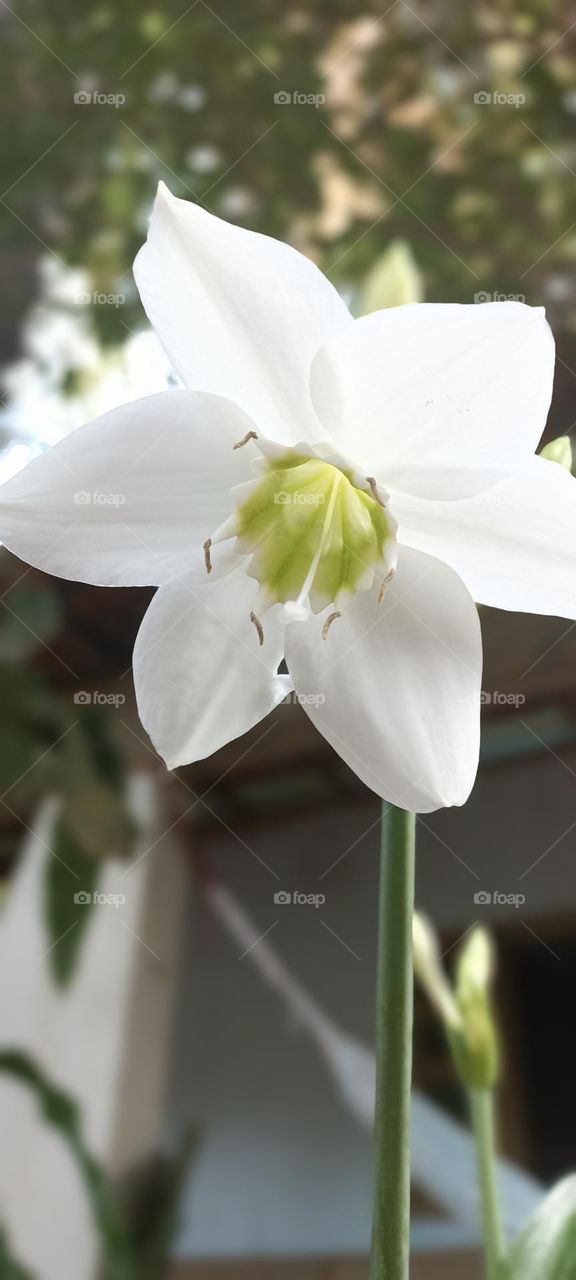 hyacinth flower