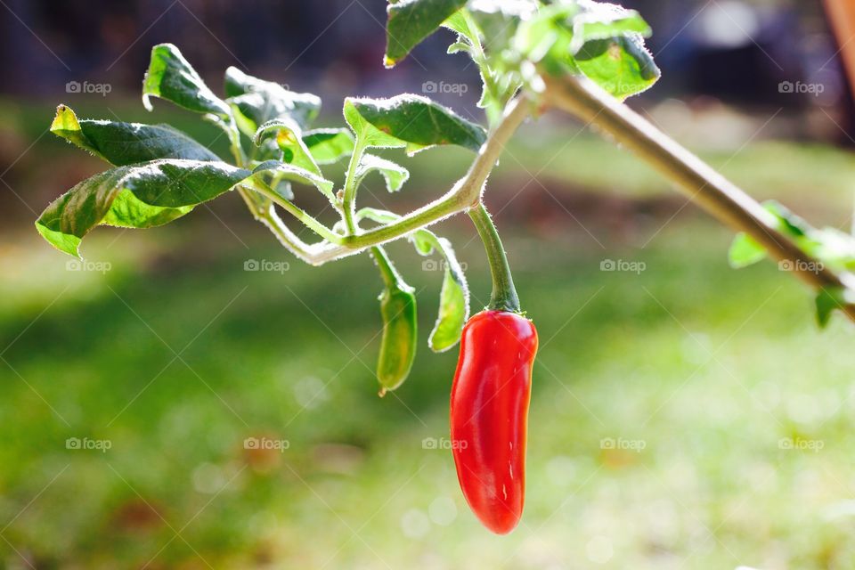 Chili plant