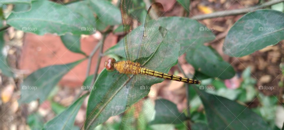 Dragonflies or sibar-sibar and Dragonfly Needles are a group of insects belonging to the Odonata nation.