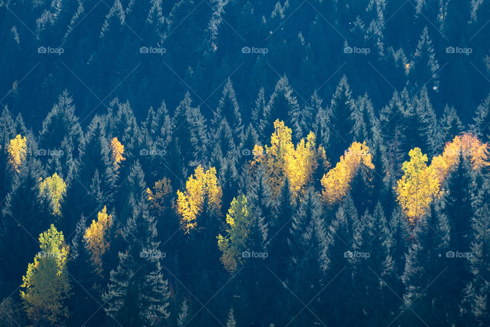 Beautiful plant around us