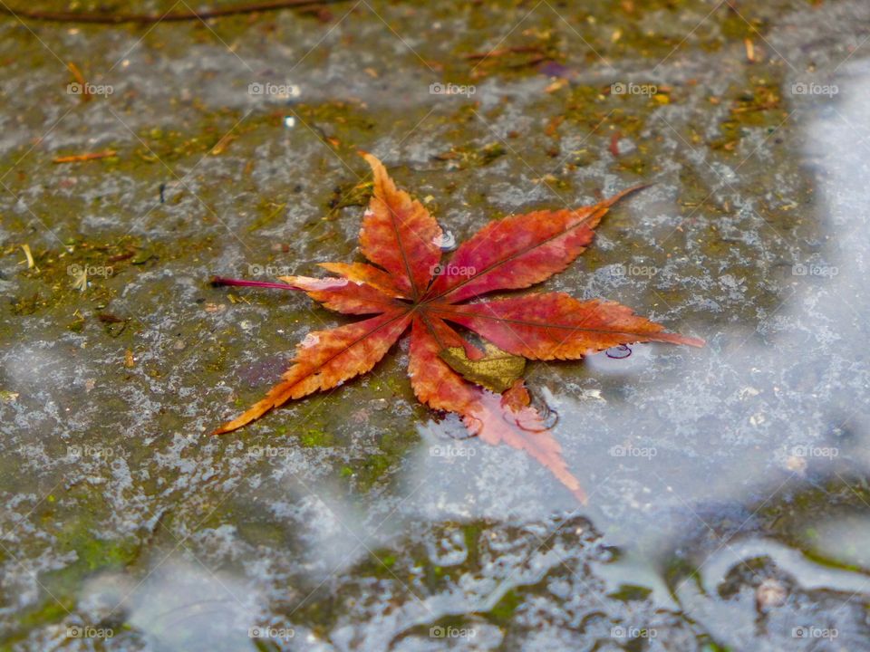 Leaf, Fall, No Person, Nature, Outdoors