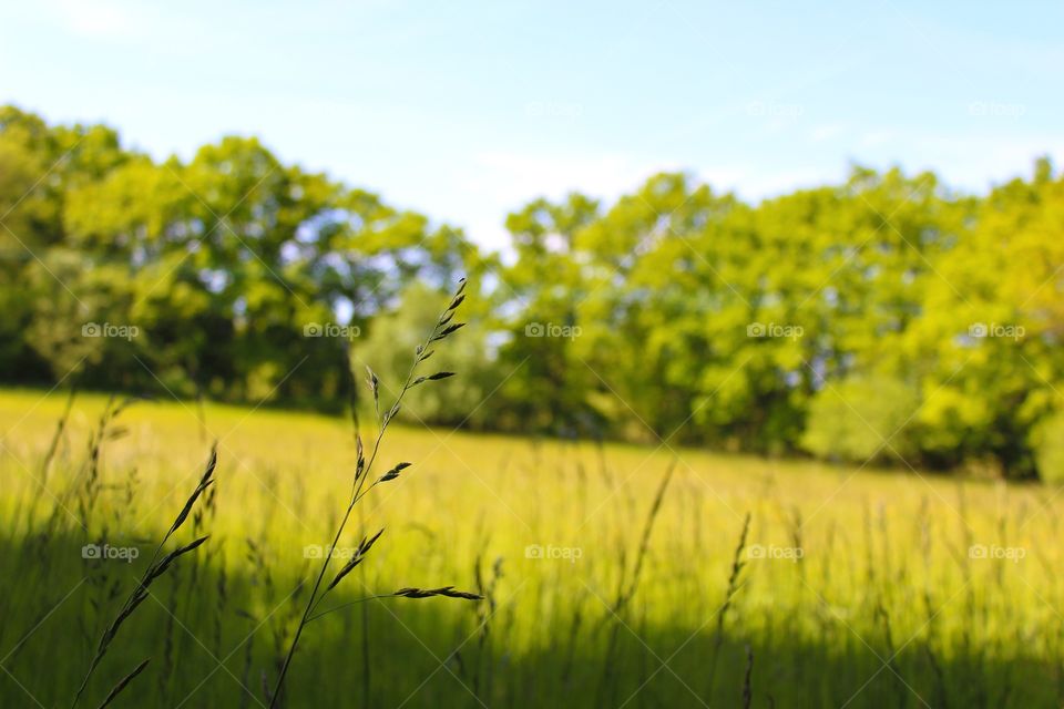 Grassy filed against sky