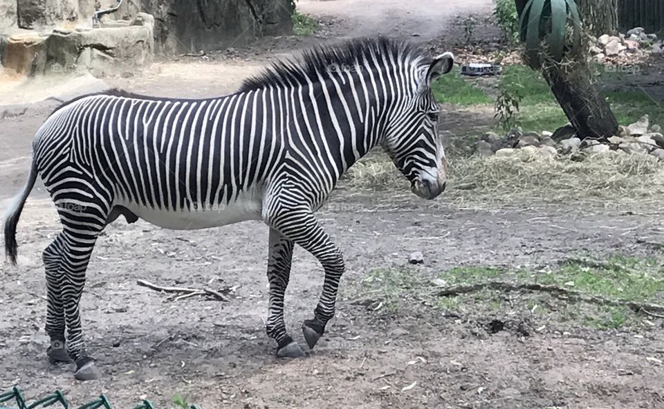 Zebra Run 