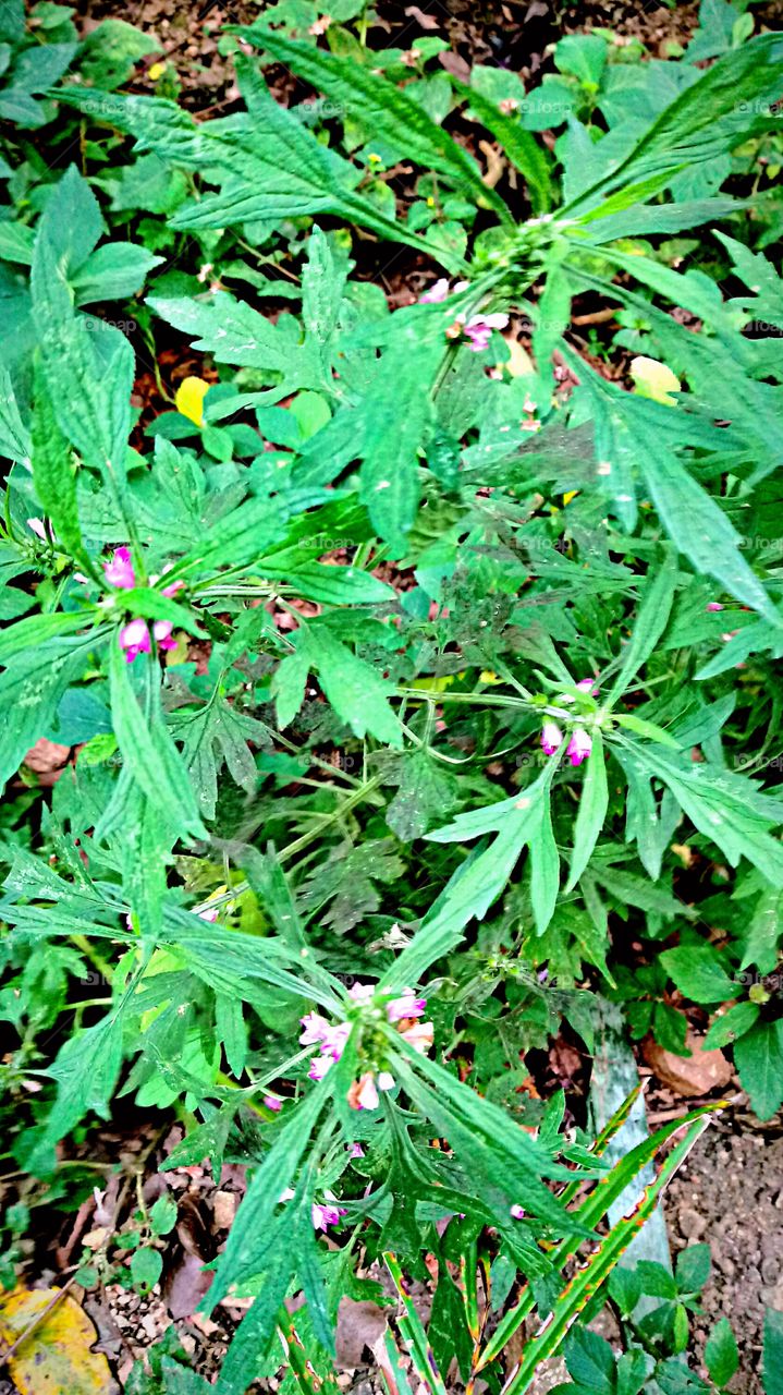 VEGETAÇÃO FLORESTAL