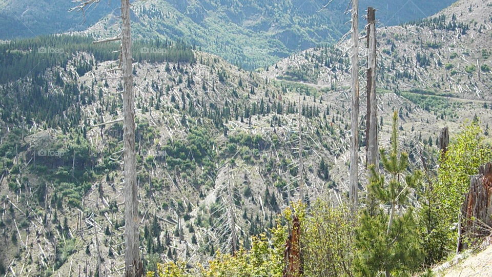 Mount Saint Helens wilderness