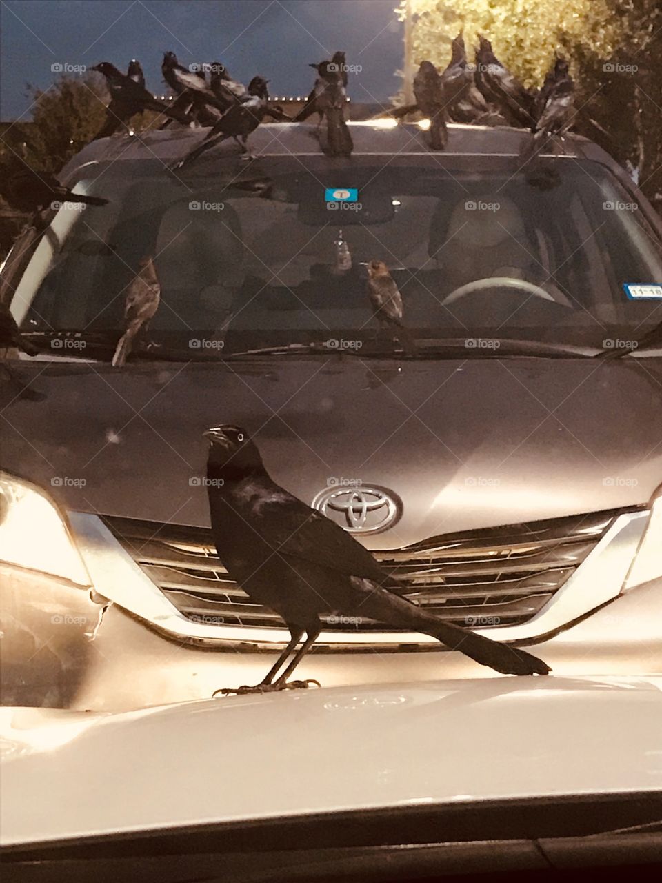 Black Bird Grackles on Toyota SUV