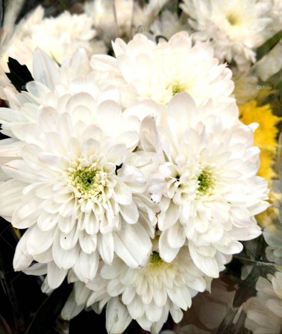 White Chrysanthemums bouquet.