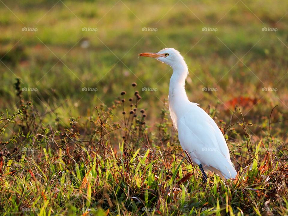 An egret is standing at an open area of a field