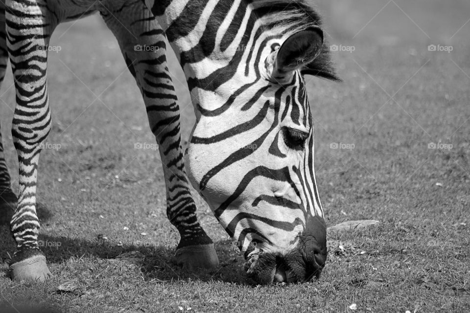 Close-up of a zebra