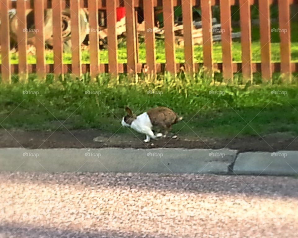 Run free. A beautiful bunny running loos