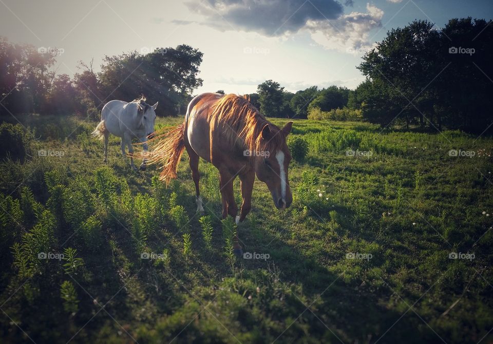 A Sorrel Horse and a Gray Horse Walking in a Pasture