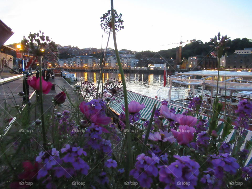 Wild Flowers in bloom