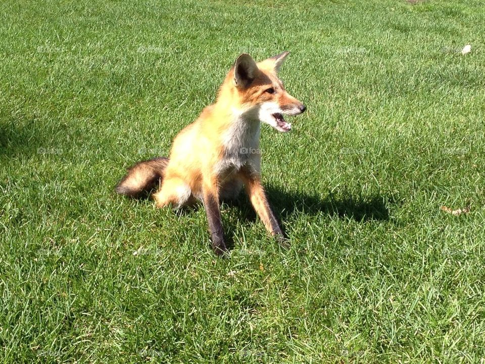 Fox on a golf course - 7