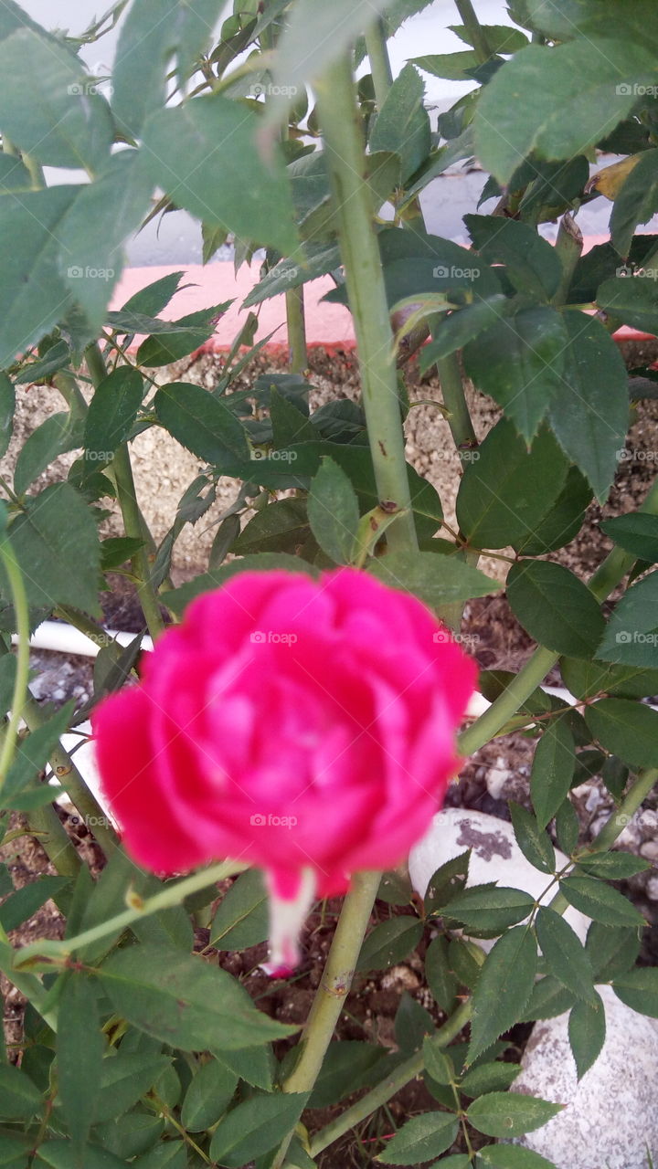 romantic rose