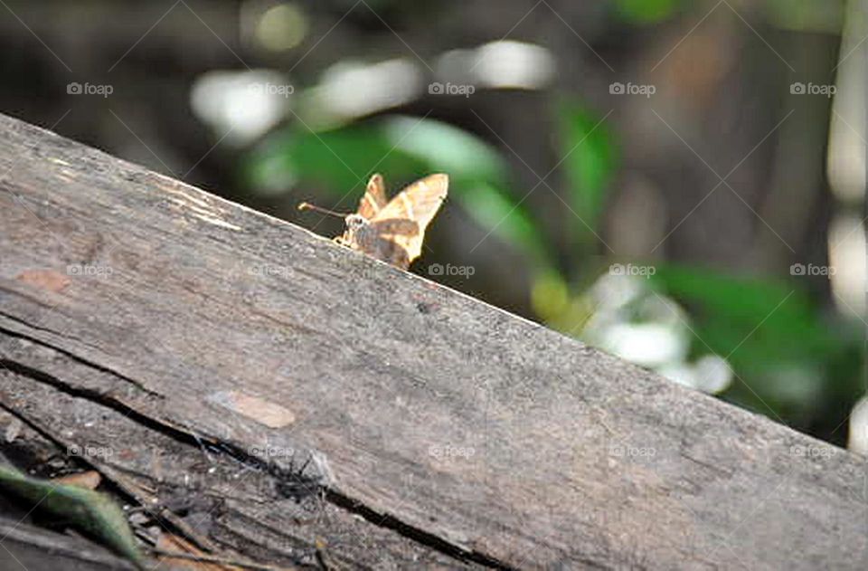 Borboleta