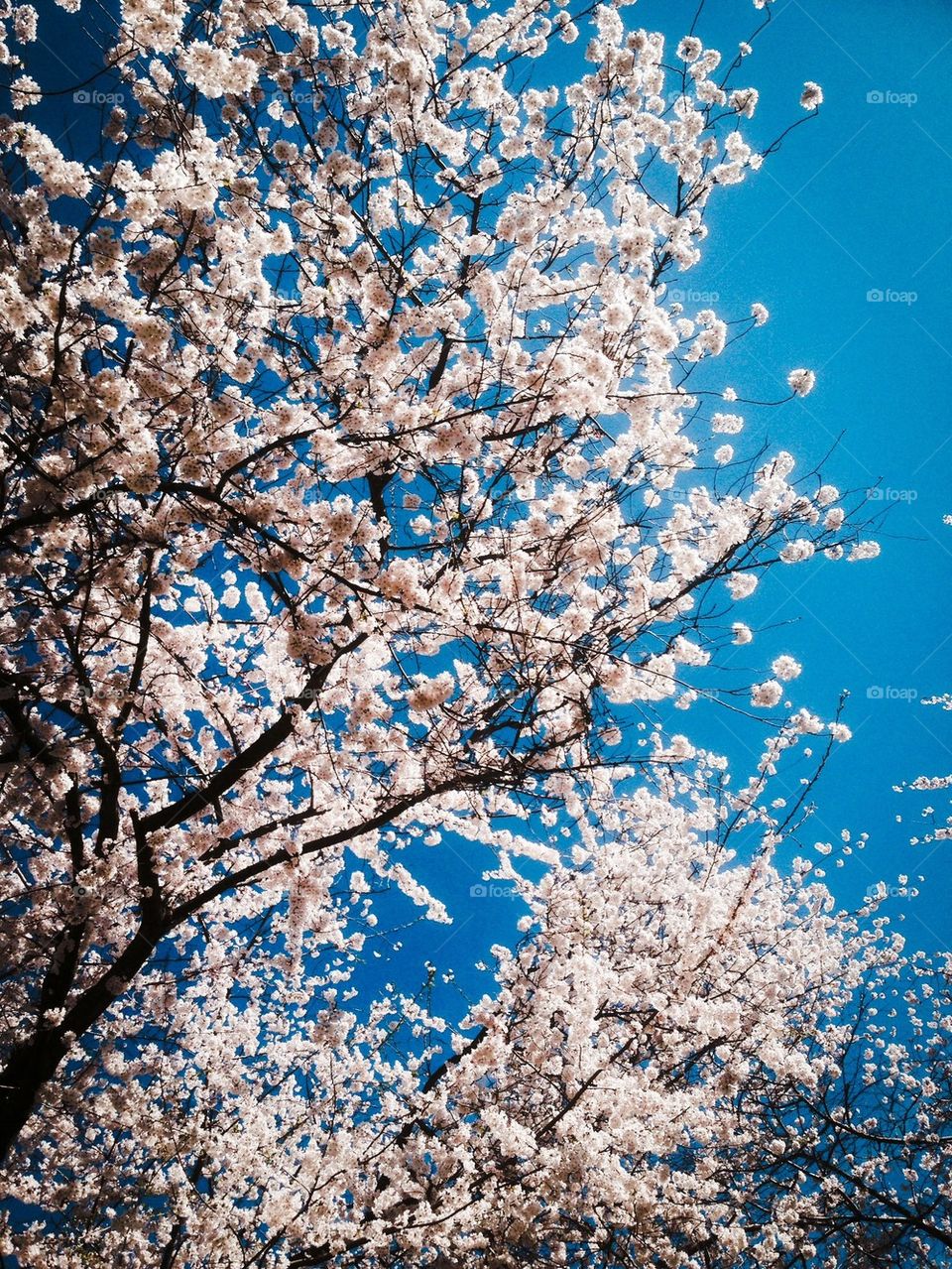 Cherry Blossoms