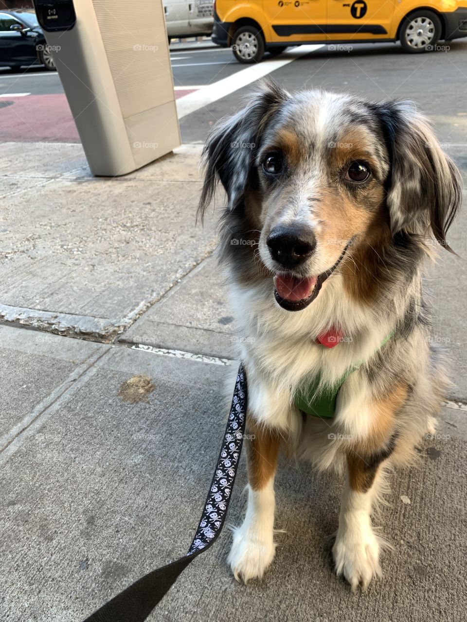 Australian Shepherd