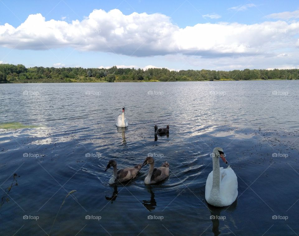 swans family on a lake summer landscape blue sky background