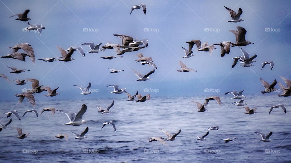 A flock of seagulls 