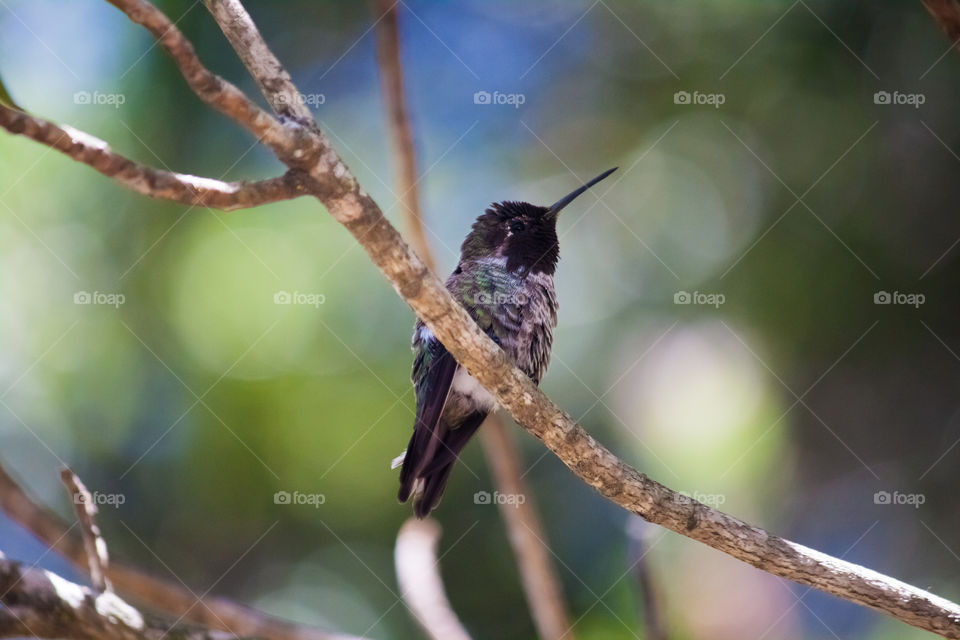 Poser. Hummingbird