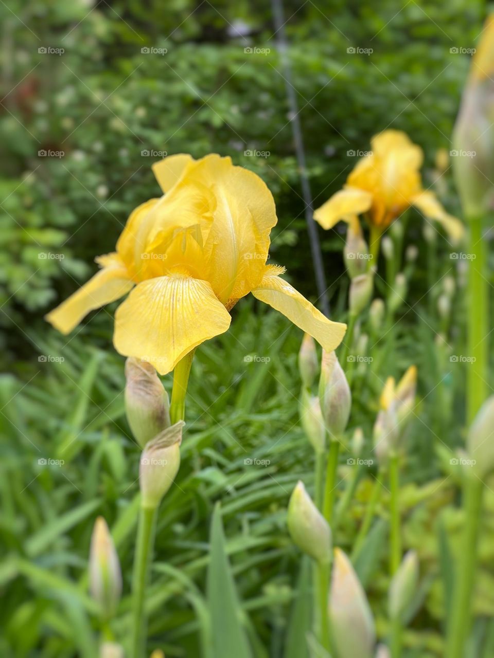 Yellow irises in a Garden 