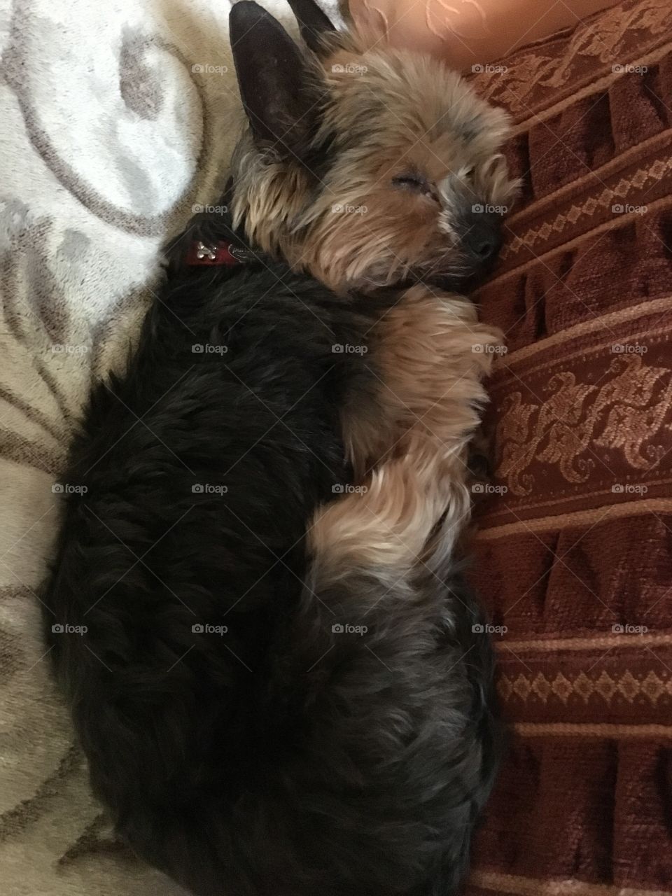 Yorkie snuggle