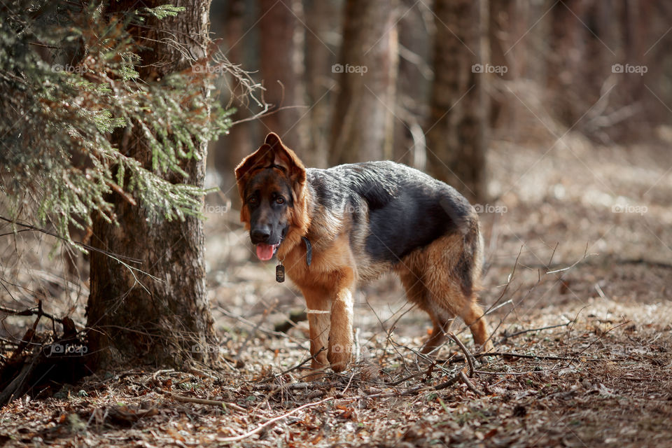 German shepherd 7-th months old puppy in a spring forest at sunny day