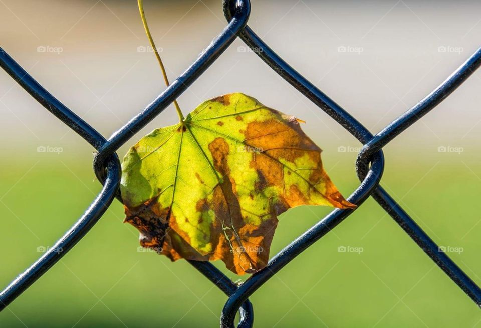 Fallen fall leave on a fence with a blurry background 
