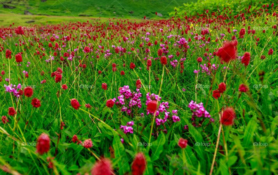 long spread of beautiful valley of flowers from Mandini valley, Garhwal, Himachal Pradesh, India