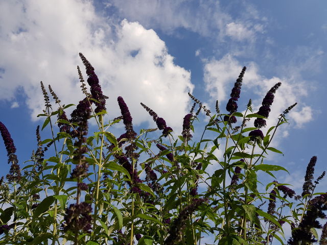Flower and clouds