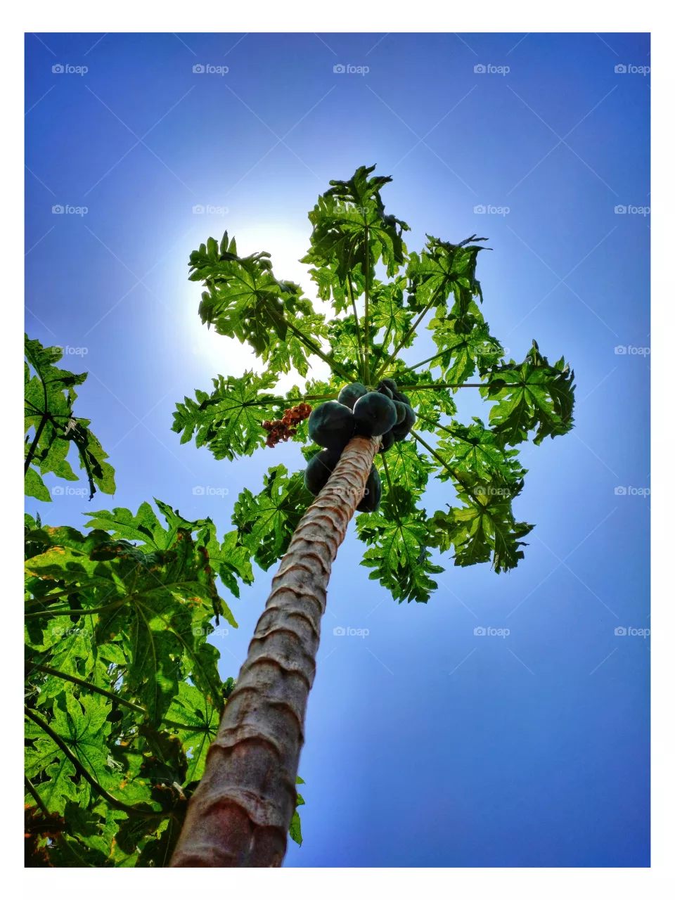 beautiful papaya tree and sun with blue sky in summer season.