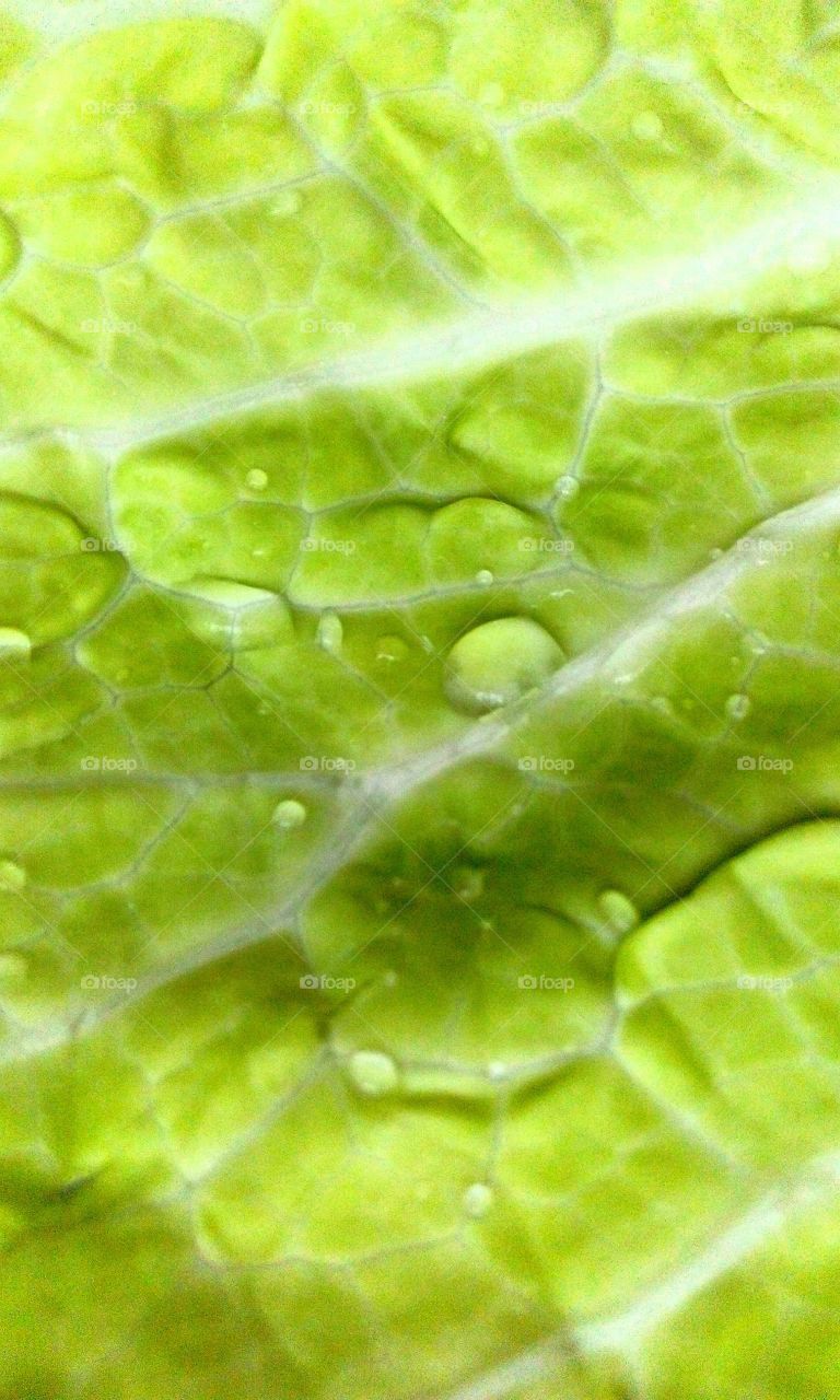 drops on leaf