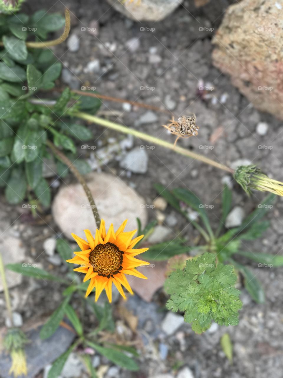 Flower alone in the garden 